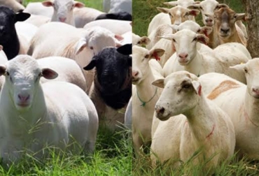 Los ovinos se encuentran en 19 departamentos de Colombia. Foto: estanciaustral.com / ovinoselredil.com. ovinos, hato ganadero, carne cordero, razas de ovejas, Ovejas, caprinos, hato ovino, hato caprino, ovinos y caprinos de colombia, contexto ganadero, ganadería colombia, noticias ganaderas colombia
