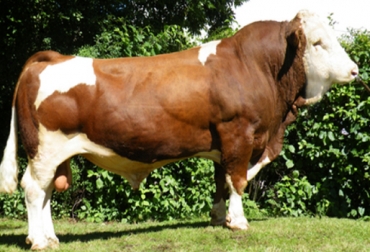 El proyecto contempla tomar la muestra de 1.000 animales de la raza Simmental. Foto: Asosimmental. Raza Simbrah