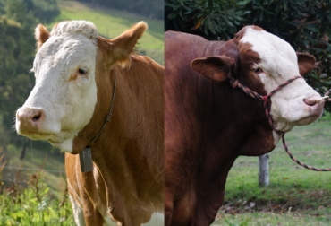 A futuro, se busca establecer cuáles son los ejemplares que mejor se adaptaron y subastar su material genético. Foto: CONtexto ganadero. Raza Simmental y Simbrah
