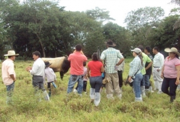 5.005 ganaderos de diferentes regiones del país se vincularon al proyecto de asistencia técnica. Foto: Fedegán. fortalecimiento, asociatividad, Ganadería, ganaderos, fedegan, FNG