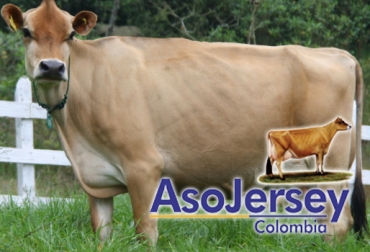 Las bondades de esta raza han sido muy bien aceptadas por los productores en Colombia. Foto: CONtexto ganadero. Raza Jersey Asojersey Colombia