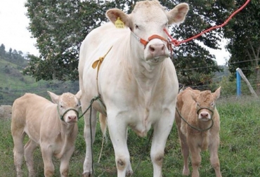 Actualmente, 38 ganaderos se encuentran vinculados a la Asociación. Foto: Asoblonde. Raza Blonde D’Aquitaine