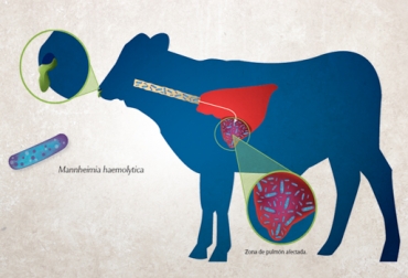 El CRB se presenta por las disposiciones anatómicas y morfológicas del bovino así como factores climáticos que reducen sus defensas. Foto: www.arandalab.com.mx. Complejo Respiratorio Bovino, Enfermedad Respiratoria Bovina, Tos en bovinos, Secreciones en bovinos, Paperas en bovinos, Inflamación de ganglios linfáticos en bovinos, Causas del Complejo Respiratorio Bovino, Enfermedades respiratorias en bovinos, Tratamiento de Complejo Respiratorio Bovino, CONtexto ganadero, Ganaderos Colombia