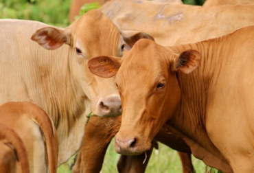 La rusticidad es una de las ventajas más importantes de las razas criollas colombianas. Foto: CONtexto ganadero Razas criollas, Blanco Orejinegro, chino santandereano, hartón del valle, Círculo de Excelencia de Razas criollas en el Magdalena Medio, características genéticas, biotipo, beneficios de razas criollas, genes, cromosomas, producción cárnica, producción láctea, Crías Doble Propósito DP, fedegan, CONtexto ganadero, ganadería colombia, ganaderos en Colombia