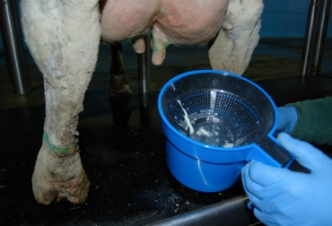Con el despunte se puede observar de primera mano la calidad de la leche. Foto: www.ambic.co.uk ordeño manual, ordeño mecánico, despunte, vacas, leche, calidad, mastitis, ganaderos, Ganadería