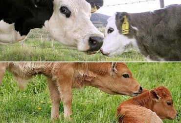 En las lecherías especializadas, las terneras se destetan a los 5 días de nacidas. Después comienza el posdestete que va hasta los 5 meses de vida. Foto: perulactea.com / billenebaserria.es. destete ganado de leche