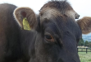 Conozca los pasos que se deben tener en cuenta para identificar y marcar a los animales apropiadamente. Foto: CONtexto Ganadero. identificar, identificación, marcar, chapetear, vida del animal, ganado, Ganadería, ganaderos en Colombia, Ganadería colombiana, CONtexto ganadero