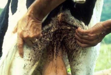 Usar baños en los semovientes no es suficiente para disminuir la presencia de garrapatas. Foto: CONtexto ganadero. parásitos ganado