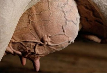La mastitis es considerada la enfermedad más costosa en las ganaderías de leche. Foto: Tomada de saludpublicavet.wikispaces.com. mastitis bovina