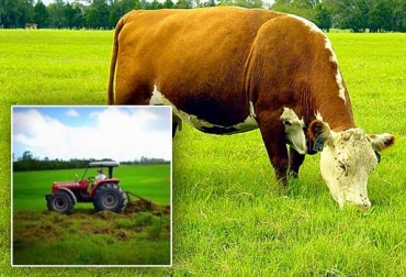 El pasto que consume el ganado recibe un manejo diferente al que crece en jardines y calles. El primero es un cultivo. Foto: www.dietaancestral.com / CONtexto Ganadero. pasto y ganado