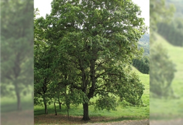 El roble andino se puede usar en arreglos silvopastoriles como cerca viva o para dar sombra. Foto: sites.google.com. Roble andino, Sistemas silvopastoriles, roble andino en Colombia, bondades del roble andino en sistemas silvopastoriles, roble andino especie vulnerable, Unión Internacional para la Conservación de la Naturaleza, UICN, corredor del roble andino, proyecto de Ganadería Colombiana Sostenible, cercas vivas, cortinas rompevientos, bancos forrajeros mixtos, restauración de áreas degradadas, CONtexto ganadero, ganaderos Colombia