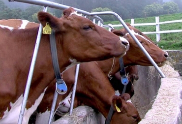La raza Rojo Sueca ha sido considerada como especie mejoradora para el ganado Ayrshire. Foto: Tomada Youtube. Rojo Sueco, cruce Rojo Sueco y Brahman, Asociación de Criadores Ayshire de Colombia, Ayrshire y Rojo Sueco, ganado Rojo Sueco, raza Rojo Sueca, producción de leche, bajo conteo de células somáticas, rusticidad, CONtexto ganadero, ganaderos de colombia, ganadería en colombia