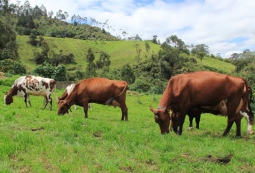 6.000 vacas Rojo Sueco están registradas en Colombia. Foto: Cortesía Asociación de Criadores Ayrshire de Colombia. raza Rojo Sueco