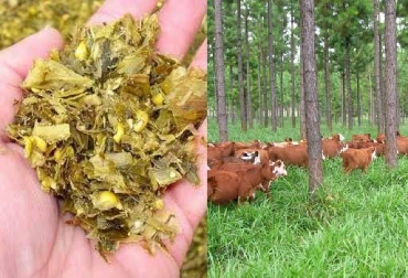 Los silvopastoriles son fuente de alimento del ganado, pero se deben proporcionar de forma cuidadosa para no afectar los árboles ni a los semovientes. Foto: www.emprenderenlaregion.com / www.clasf.co.ve. comida ganado