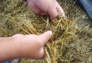 El silo de avena resulta ser una opción económica, viable y rentable para muchos ganaderos ubicados en zonas de clima frío. Foto: www.engormix.com. silo, ensilaje, avena, alternativa, opción, alimenticia, alimento, nutritivo, económico, rentable