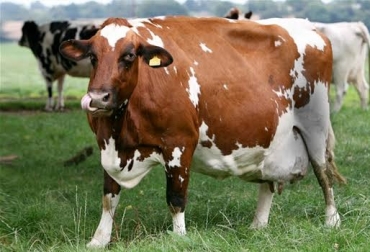 Son muchos los cuidados que se deben tener con una vaca en gestación para lograr una cría con las mejores condiciones. Foto: es.reinoanimalia.wikia.com. vacas, hembras, preñez, gestación, cuidados, recomendaciones,