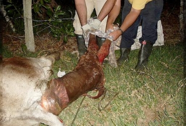 Los quistes aparecen por predisposición genética, mal manejo animal o dieta nutricional deficiente. Fotos: hablandodelganado.blogspot.com. quistes vacas, quistes ováricos vacas, reproducción animal, días abierto vaca, celo vaca, ovulación vacas