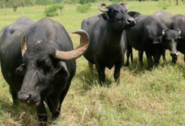 A pesar de su rusticidad, los búfalos requieren suplementación para mejorar sus índices de producción. Foto: Fedegán. Suplementación en búfalos, Búfalos en Colombia, Tecnigrasas, Suplementos y Nutrientes S.A.S., Proteínas sobrepasantes para búfalos, grasas sobrepasantes para búfalos, mejorar niveles productivos búfalos, diferencias de alimentación vacunos y búfalos, bóvidos, CONtexto ganadero, ganaderos Colombia