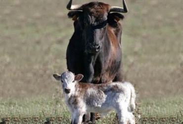 Uno de los periodos más relevantes en el proceso de cría de los animales de Lidia es su destete. Foto: toroslidia.com/toro-de-lidia/las-edades-del-toro. destete de ternero de Lidia