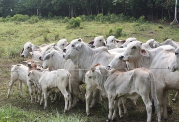 Los novillos cebú pueden alcanzar rendimientos en canal del 56 %. Foto: ecologiasocebu.blogspot.com.co. ganado colombia
