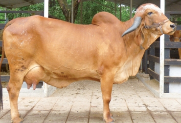 Recuerde llevar siempre un registro del ordeño por cada vaca. Foto: CONtexto ganadero. Raza Gyr