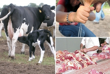 El equilibrio entre la fertilidad y la productividad se logra a través del análisis adecuado de los índices reproductivos y de lactancia del hato ganadero. Foto: CONtexto Ganadero. equilibrio entre la fertilidad y productividad bovina, importancia de la fertilidad y productividad bovina, índices reproductivos en bovinos,
