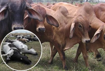 Antes de tomar la decisión de sacrificar una res, permita que un profesional en salud animal haga el diagnóstico. Foto: www.ica.gov.co / www.infocarne.com. sacrificio de ganado