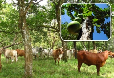 Los frutos de los silvopastoriles son fuentes de alimento para el ganado. Foto www.fotonatura.org - semillas.org.co silo de mango