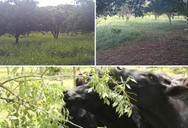 Los sistemas silvopastoriles proporcionan varios beneficios a la ganadería bovina. Foto: internacional.elpais.com. sistemas silvopastoriles colombia