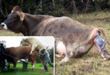 No solo la vaca es responsable de los males reproductivos en las ganaderías bovinas. Foto: egenetica.com / jairoserrano.com. toro reproductor ganadería