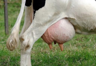 Hay vacas de hasta 15 años que todavía siguen produciendo buena leche en Colombia. Foto: www.lacteoslatam.com. vaca adulta ganadería Colombia