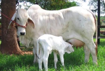 La vaca de cría tiene un vínculo marcado con el ternero que se desteta entre los 7 y 10 meses de edad. Foto: mexicoganadero.com. ganadería de cría