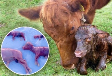 La reproducción animal se puede alterar por múltiples factores. Foto: centrodesanidadanimal.blogspot.com- CONtexto Ganadero. abortos vacas