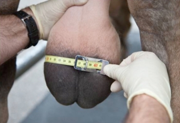 Es recomendable realizar esta evaluación cada año, para mejorar la reproducción de los toros. Foto: www.agrotendencia.tv. toro reproductor, evaluación reproductiva, análisis andrológico y seminal, calidad del semen del toro