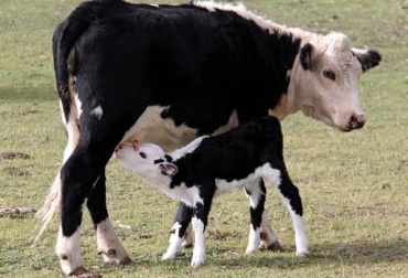 Las novillas presentan celo cada 21 días, con lapsos de 4 a 24 horas. Foto: www.tipsaludable.com. vacas cifras datos