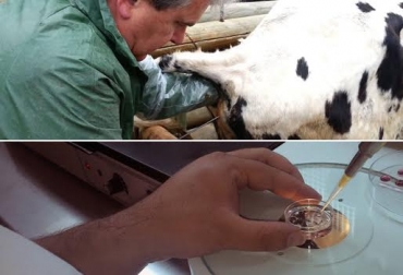 Colombia dispone hoy de más biotecnologías para mejorar producciones de leche. Foto: biotegan.com / youtube.com. reproducción bovinos tecnologías Colombia