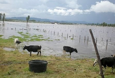 Algunos de los parámetros que se ven afectados por cuenta del verano son la capacidad de carga, la ganancia de peso, la natalidad, entre otros. Foto: salesganasal.com. Afectaciones de los parámetros productivos en invierno, importancia del manejo de los parámetros productivos