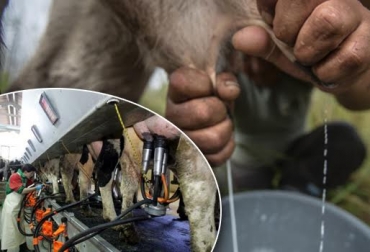 Dejar residuos de leche en la ubre le puede costar caro a un ganadero. Foto: www.elotrolado.net. fisterrabicicleta.com mastitis bovina