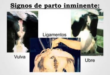 El signo más sobresaliente de una vaca que está próxima a parir es el agrandamiento de la ubre. Foto: es.slideshare.net signos antes de parto de la vaca
