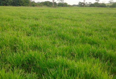 A pesar de que estas plantas existen hace varios años, actualmente han tenido una mayor acogida por su resistencia a la sequía. Foto: www.tropseeds.com. pastos mulato II y cayman ganadería