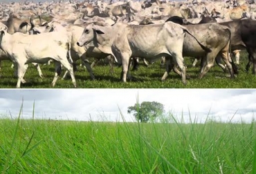 El pasto llanero es resistente a zonas en las que predominan los suelos ácidos. Foto: duvalle.agr.br. pasto llanero ganadería