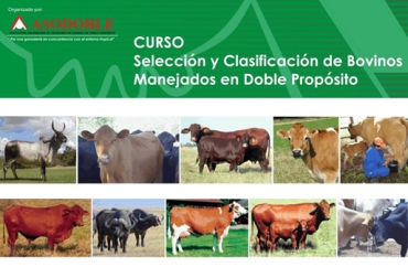 Los interesados en el curso aprenderán a identificar los 5 criterios para evaluar a un bovino doble propósito. Foto: Asodoble Asociación Colombiana de Criadores de Ganado en Doble Propósito, Asodoble, Bolívar, Cartagena, Turbaco, Criterios de selección y clasificación de bovinos doble propósito, Ganancia de peso diaria, pigmento y pelaje, estructura, musculatura y aplomos, órganos reproductivos, condición corporal de los bovinos, prueba de progenie, Universidad de Ciencias Aplicadas y Ambientales, UDCA, CONtexto ganadero, ganaderos colombia