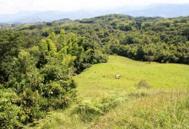 La producció amigable puede contribuir a la conservación del bosque seco tropical en Colombia. Foto: www.ecoturismo-colombia.com Atlántico, Bolívar, San Juan Nepomuceno, Bosque seco tropical colombiano, Federación Colombiana de Ganaderos, fedegan, Fondo Nacional del Ganado, conservación del bosque seco tropical, Ganadería Sostenible Colombia, proyecto Ganadería Colombiana Sostenible, beneficios de los sistemas silvopastoriles, de los Sistemas Silvopastoriles Intensivos, beneficios de la ganadería, efectos positivos en el medio ambiente, CONtexto ganadero, ganaderos Colombia