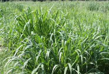 Para el establecimiento puede variar su aplicación según el tipo de semilla utilizada. Foto: Cortesía. Monibac líquido, Monibac líquido colombia, Monibac líquido corpoica, Monibac líquido noticias, Monibac líquido corpoica ganadería, precio Monibac líquido, contexto ganadero