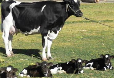 Cerrar los días abiertos en vacas es uno de los retos más grandes que tienen los ganaderos en Colombia. Foto: Tomada de http://jairoserrano.com. días abiertos en vacas ganadería