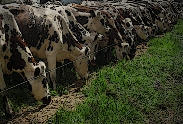En la época de sequía los pastos escasean, situación que obliga a los ganaderos a prepararse con anticipación para evitar quedar sin alimentos para sus animales. Foto: CONtexto Ganadero. alternativas de alimentación para ganado, ganaderos recursivos, pastoreo, ganaderos utilizan cultivos o recursos forrajeros, . suplementación animal