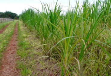 Esta variedad de pastura tuvo el mejor desempeño en cuanto a niveles de producción. Foto: www.abc.com.py Pasto gramafante, Universidad del Quindío, la Facultad de Ciencias Agroindustriales de la Universidad del Quindío, pasto Elefante, grama, Maralfalfa, Sistema Químico Biológico, SBQ, Guinea, King grass, Imperial, propiedades nutricionales pasto Gramafante, formas de suministrar el pasto gramafante al ganado, CONtexto ganadero, ganaderos Colombia