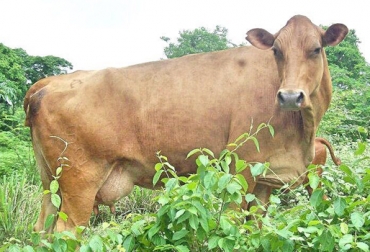 Por su rusticidad y su alta tasa de fertilidad, el Hartón del Valle es ideal para las ganaderías de clima cálido con bajos niveles reproductivos. Foto: Germán Palomino. Hartón del Valle, fomento de la raza Hartón del Valle, protección y conservación del Hartón de Valle, niveles de fertilidad, hacienda Verona, Zambrano, Bolívar, CONtexto ganadero, ganaderos colombia