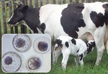 El primer cuidado es determinar con claridad el uso que se les dará a las hormonas en las vacadas. Foto: skat.ihmc.us-CONtexto ganadero. reproducción animal