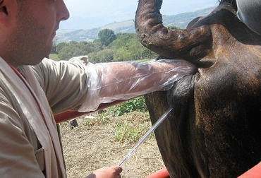 La IATF permite determinar la mejor época en que se debe preñar a una vaca. Foto: taringa.net Antioquia, Meta, Córdoba, Puerto Berrío, Villavicencio, Montería, Comité Regional de Ganaderos de Puerto Berrio, Inseminación Artificial en Tiempo Fijo, IATF, Ourofino Saúde Animal, Mejoramiento de cantidad y calidad de carne, expertos brasileños sobre eficiencia en la producción de carne bovina, incremento de producción de terneros, comercialización de carne, CONtexto ganadero, ganaderos colombia